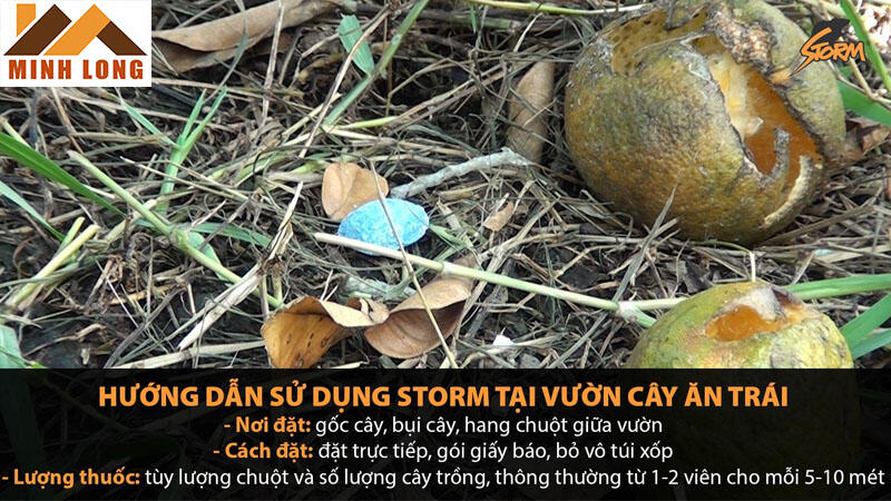 cách sử dụng thuốc diệt chuột storm tại vườn cây ăn quả