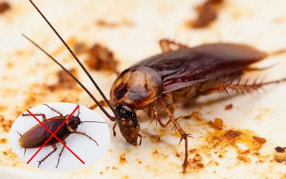 Diet-dan-tai-binh-duong