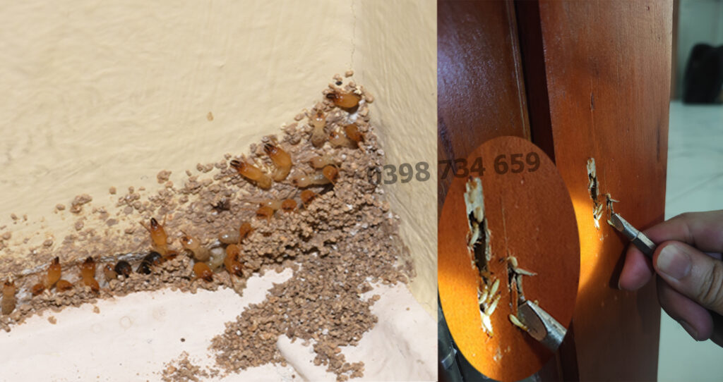 cách nhận biết tổ mối