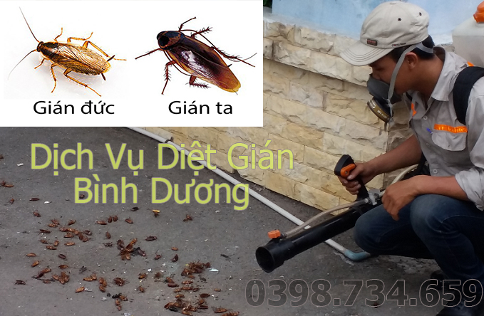 dịch vụ diệt gián tại bình dương