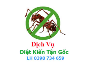 dịch vụ diệt kiến tại bình dương