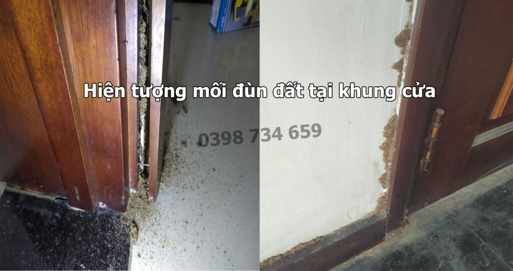 dịch vụ diệt mối tận gốc