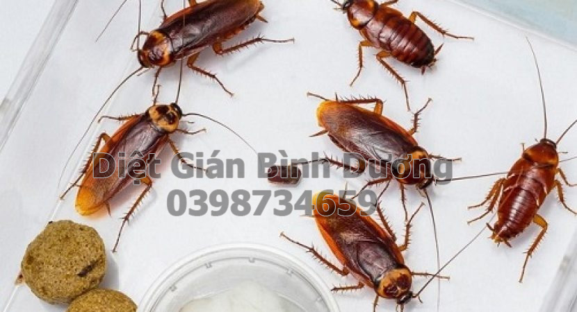 diệt gián tại bình dương