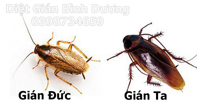 diệt gián tại bình dương