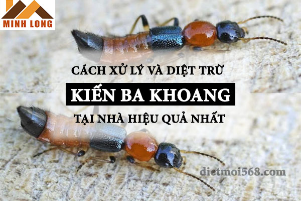 cách phòng ngừa và diệt kiến ba khoang