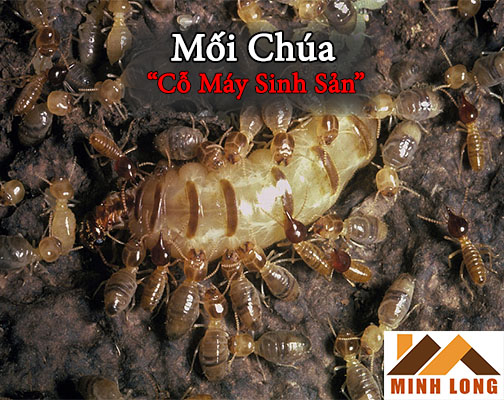 mối chúa - cỗ máy sinh sản