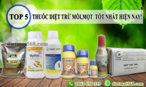 thuốc diệt mối tốt nhất hiện nay