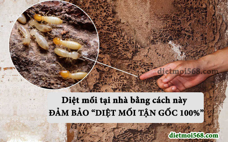 cách diệt mối tại nhà