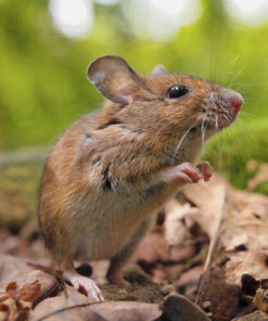 Thuốc diệt chuột