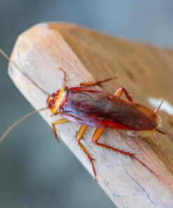 Thuốc diệt gián