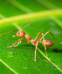 Thuốc diệt kiến tận gốc