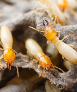 Thuốc diệt mối