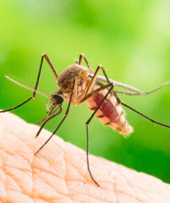 Thuốc diệt muỗi