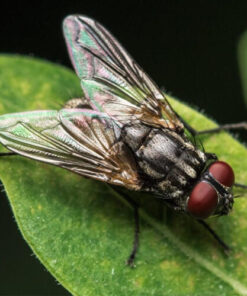 Thuốc diệt ruồi