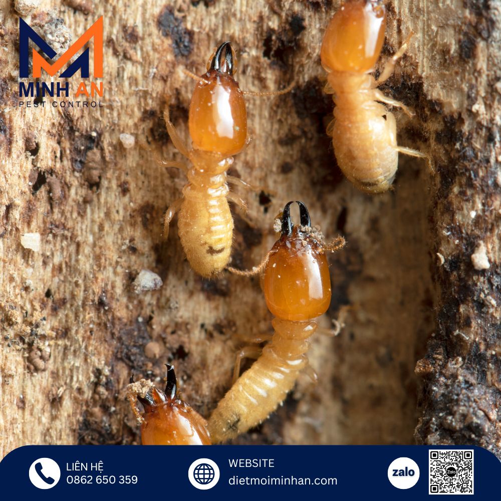 Dấu hiệu nhà bị mối tấn công