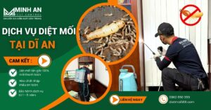 Diệt Mối Tận Gốc Tại Dĩ An