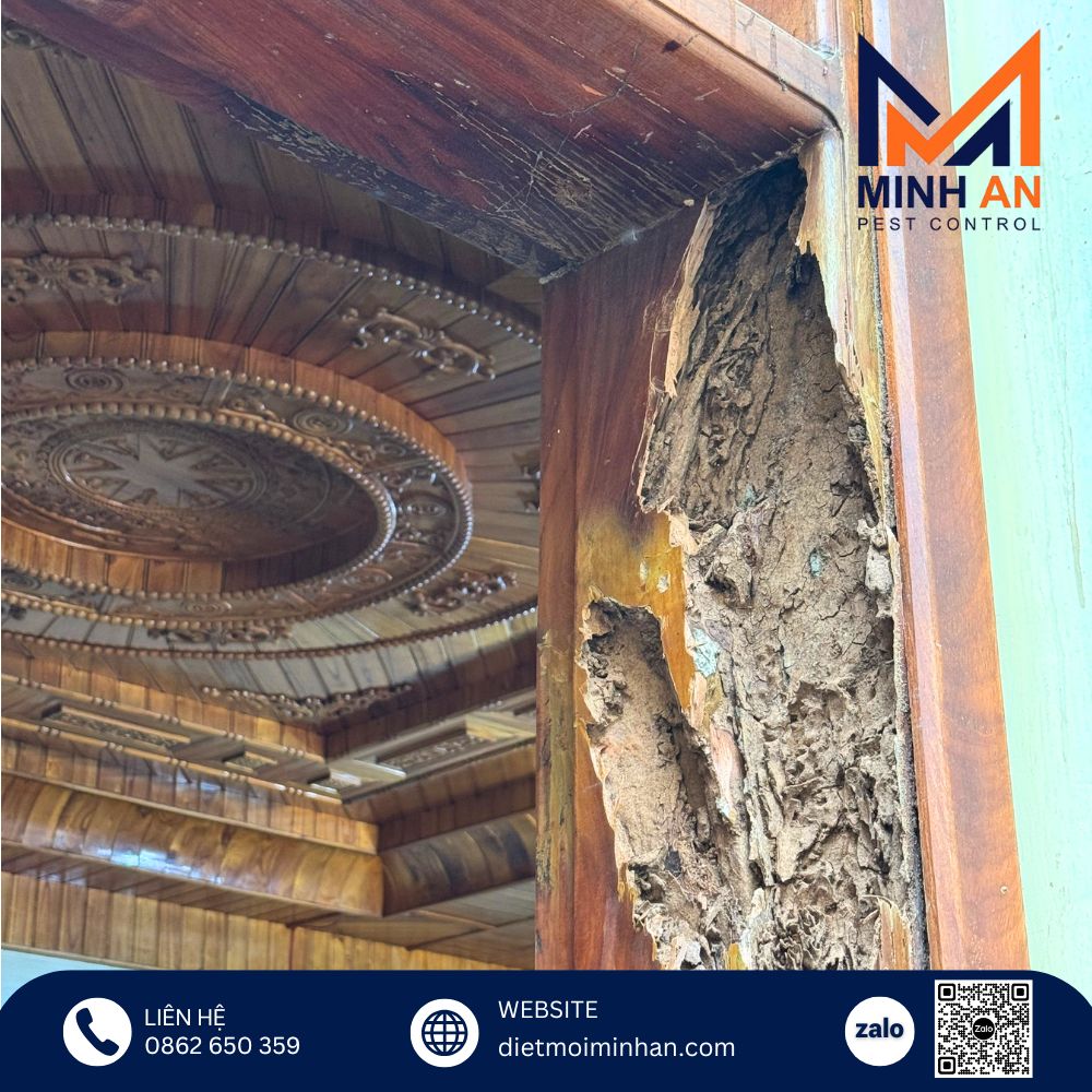 Thiệt hại do mối gây ra