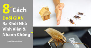 8 Cách đuổi gián ra khỏi nhà vĩnh viễn