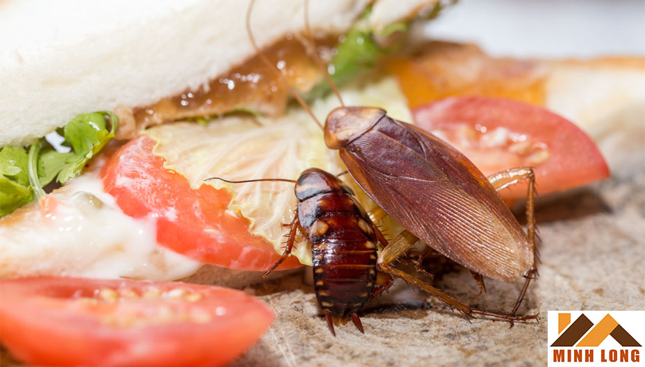 các cách đuổi gián ra khỏi nhà