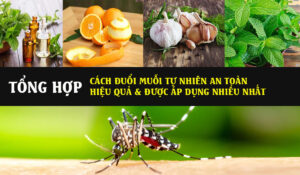 Tổng hợp cách đuổi muỗi tự nhiên hiệu quả nhất