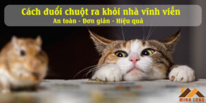 cách đuổi chuột ra khỏi nhà vĩnh viễn