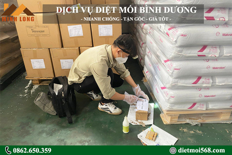 Công ty dịch vụ diệt mối ở Bình Dương