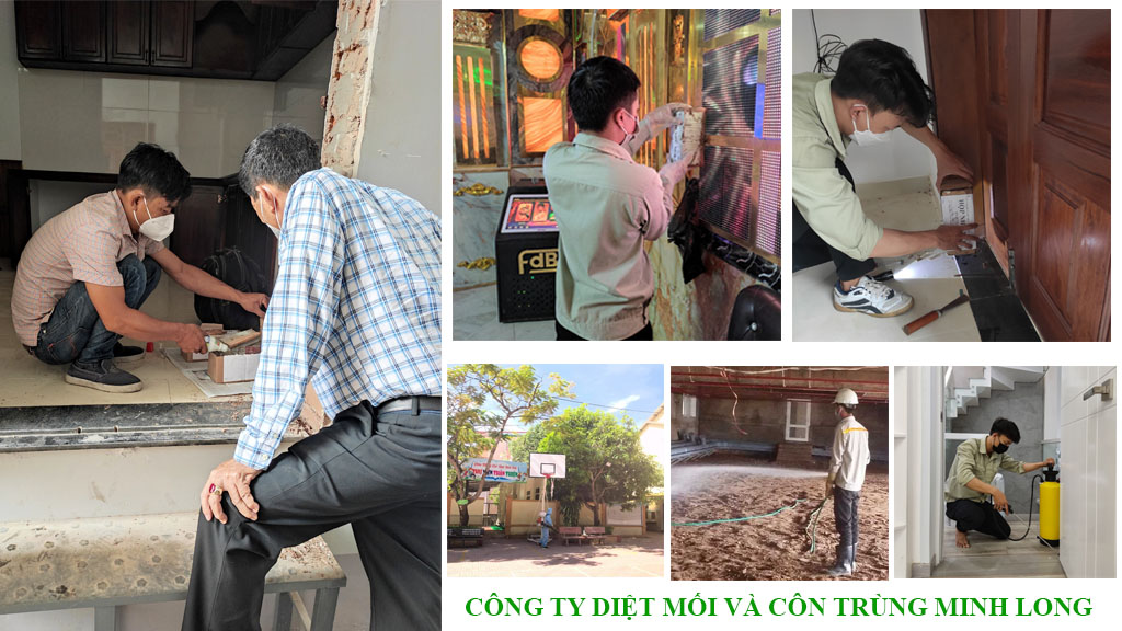 Dịch vụ diệt mối tận gốc tại Bình Dương