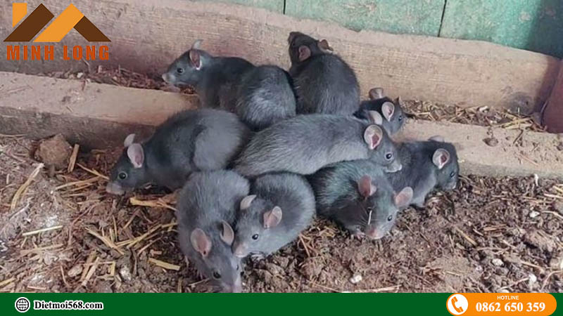 Cách diệt chuột tại nhà