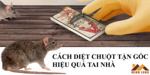 Cách diệt chuột tận gốc tại nhà
