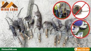 Công ty dịch vụ diệt chuột tại Bình Dương