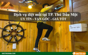 Diệt mối tại TP Thủ Dầu Một