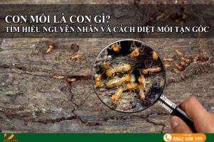 Con mối là con gì