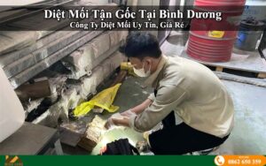Diệt mối tận gốc bình dương gia rẻ