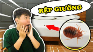 Rep-giuong-va-cach-kiem-soat