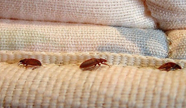 diet-tan-goc-rep-giuong