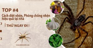 Cách diệt nhện hiệu quả
