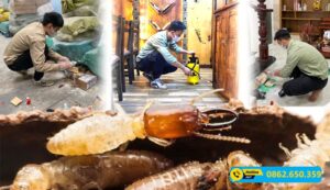 Diệt mối tại Trảng Bom