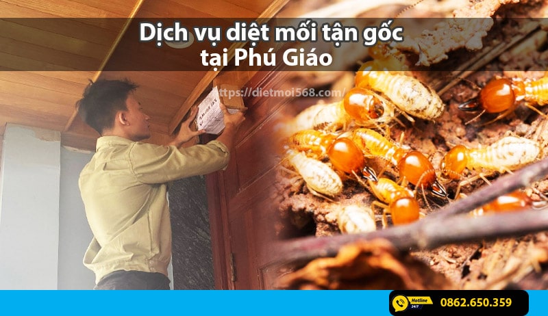 Dịch vụ diệt mối tại phú giáo