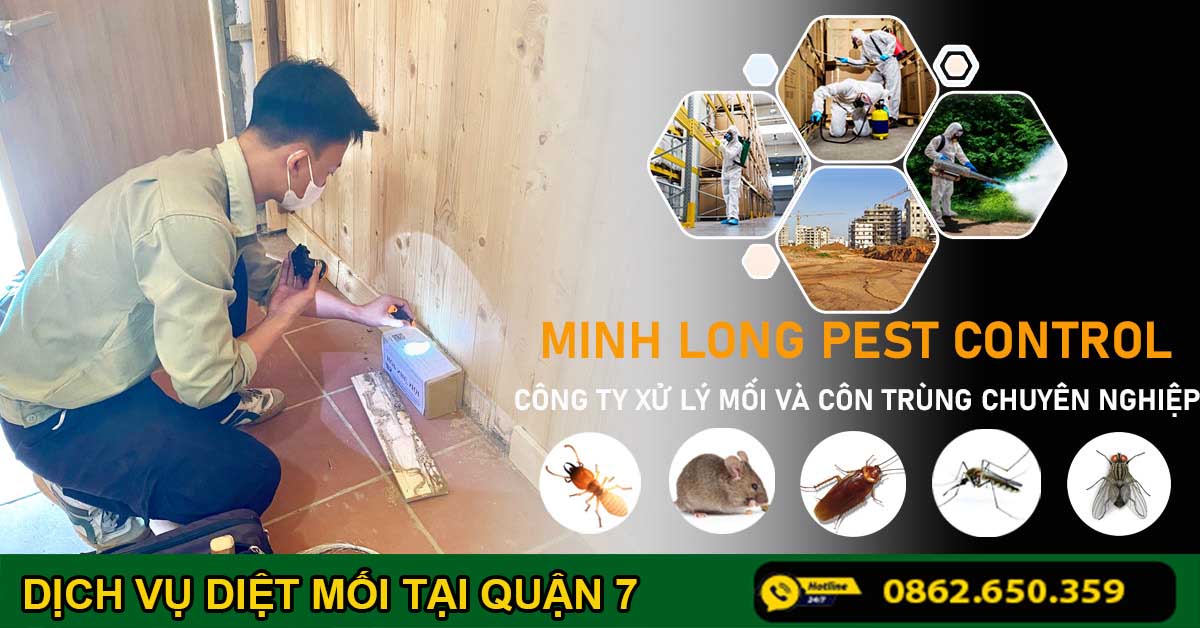 dịch vụ diệt mối tại quận 7