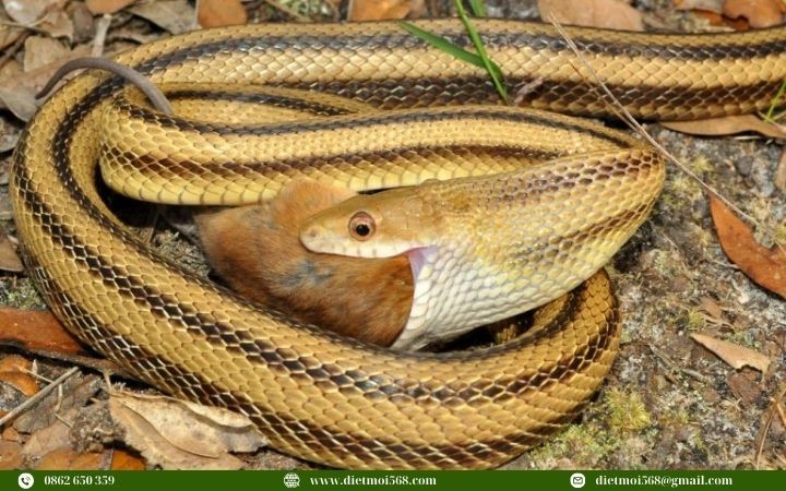 Cách phòng rắn vào nhà