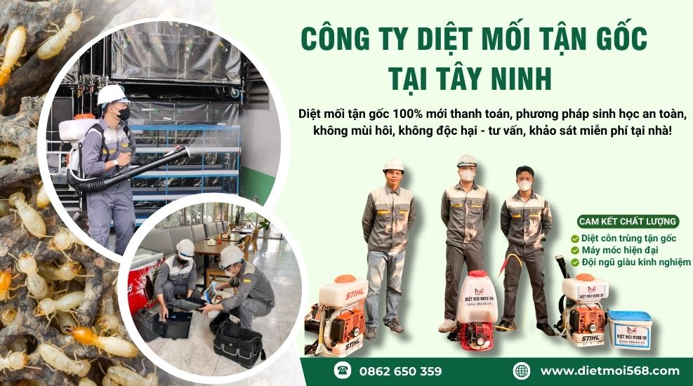 diệt mối tại tây ninh