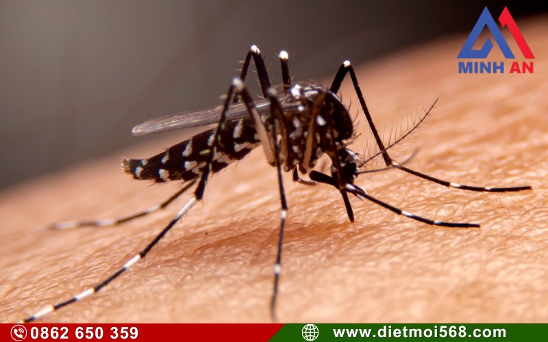 Tại sao cần phun thuốc diệt muỗi